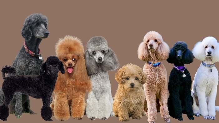why poodles are the worst